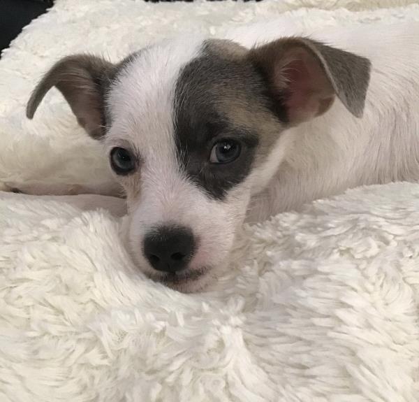 /Images/uploads/Friends of Seal Beach Animal Care Center/2022sbacc/entries/20827thumb.jpg